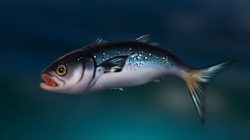 Age of Water describe cómo encontrar peces y destaca un par de facciones NPC