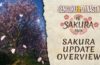 Sengoku Dynasty celebra la primavera con la actualización gratuita Sakura y un DLC de pago el 30 de abril de 2026